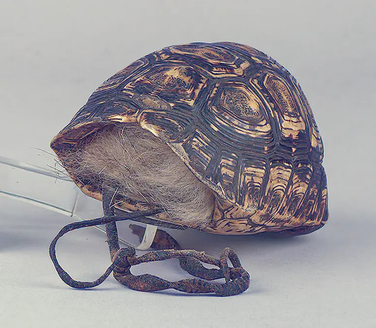 Schildkrötenpanzerbehälter