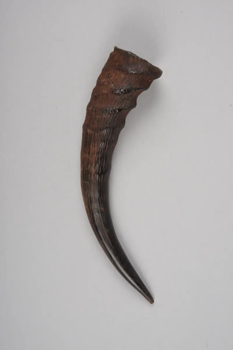 Antilopenhorn