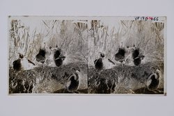 Stereofotografie, Negativ