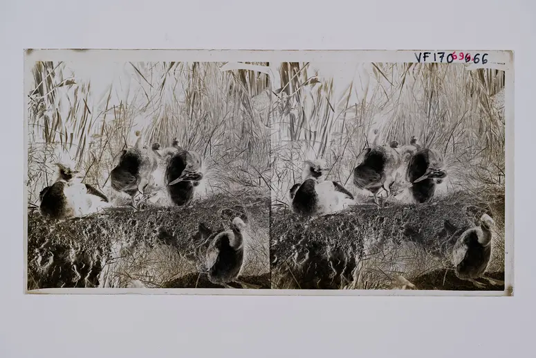 Stereofotografie, Negativ