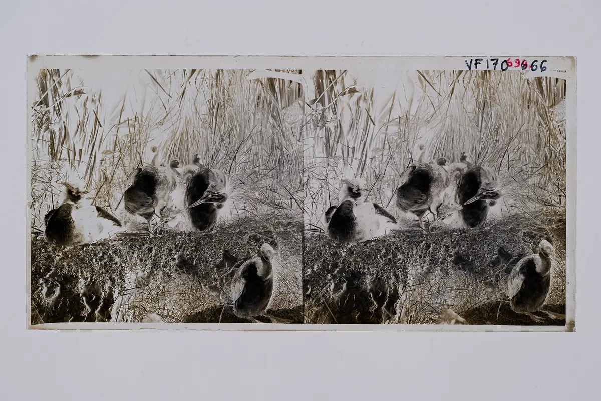 Stereofotografie, Negativ