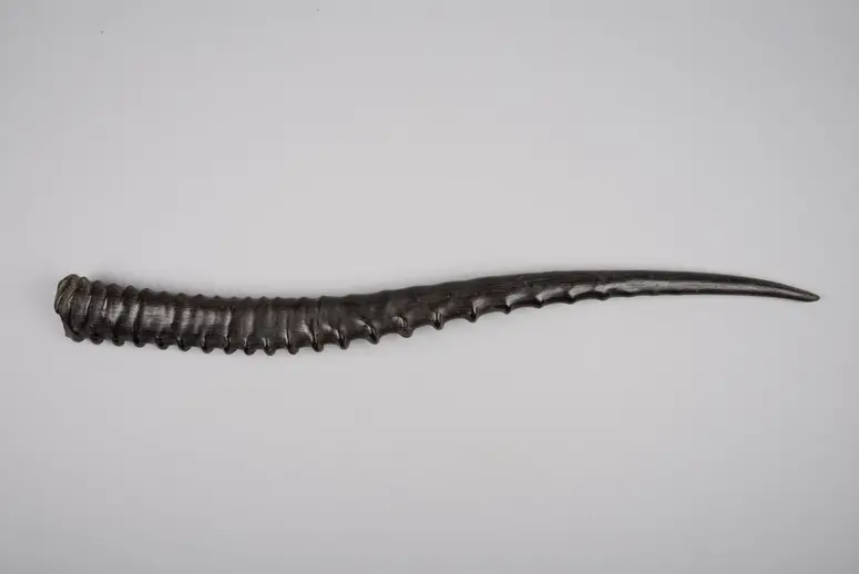 Antilopenhorn