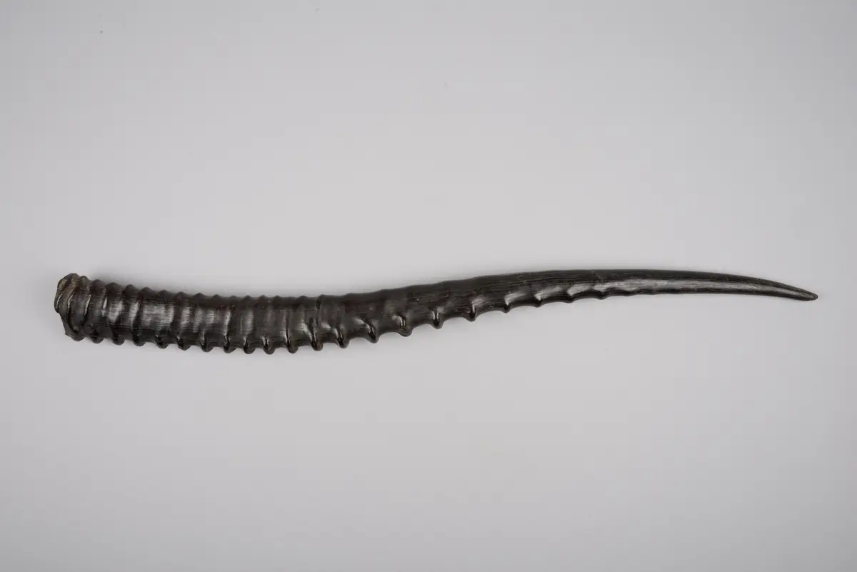 Antelope horn