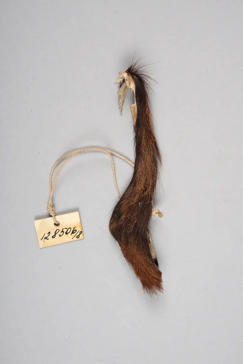 Fellstreifen (Amulett)