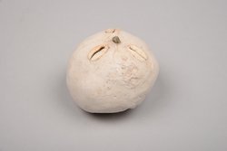 Hemisphere-Shaped Lime Object