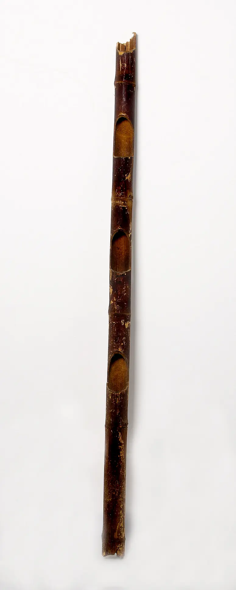 Daohalter (Nok pong)