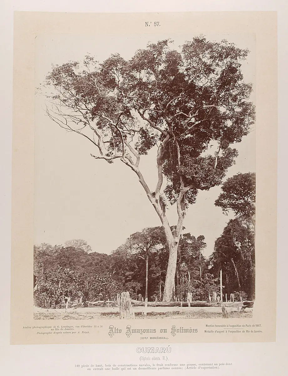 Baum