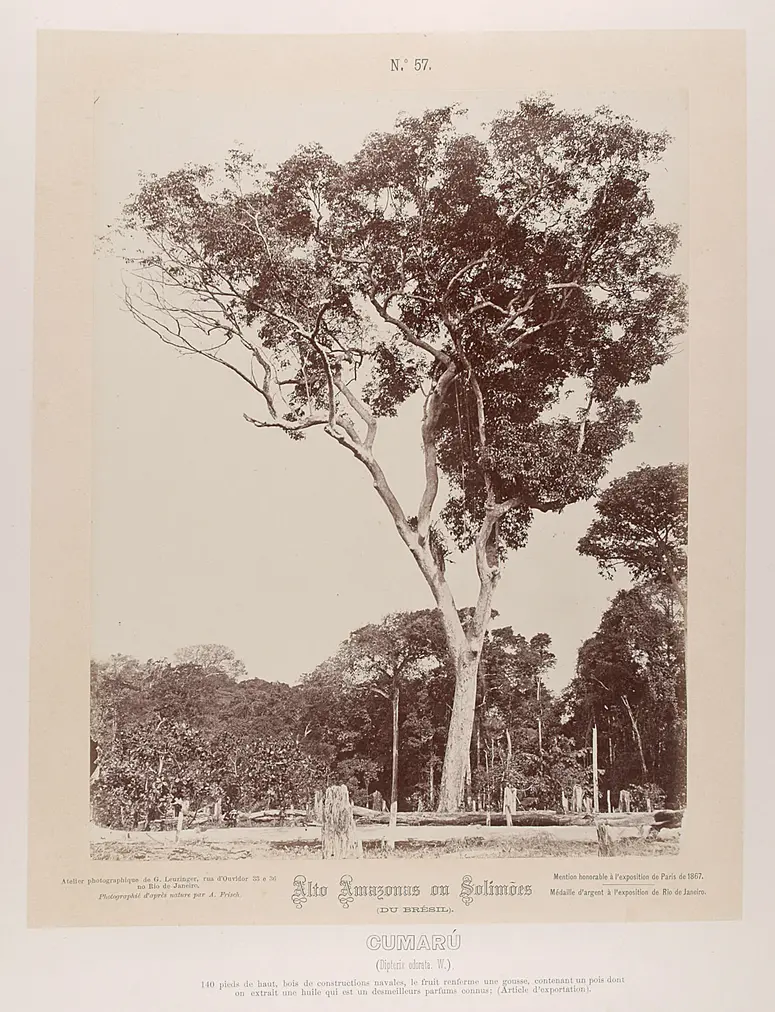 Baum