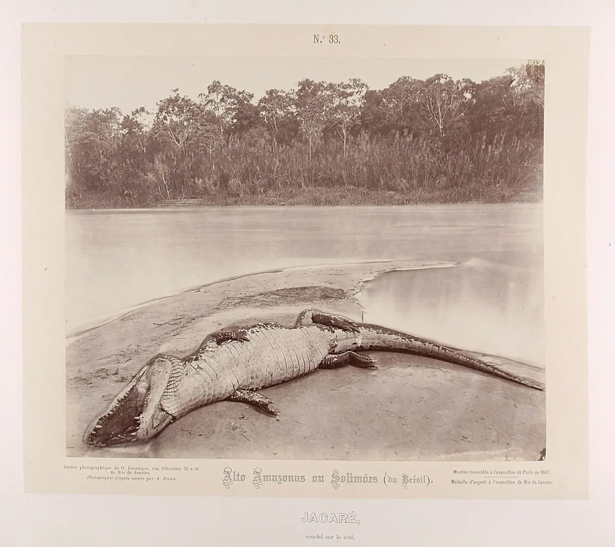 Caiman, der auf die Seite gerollt daliegt