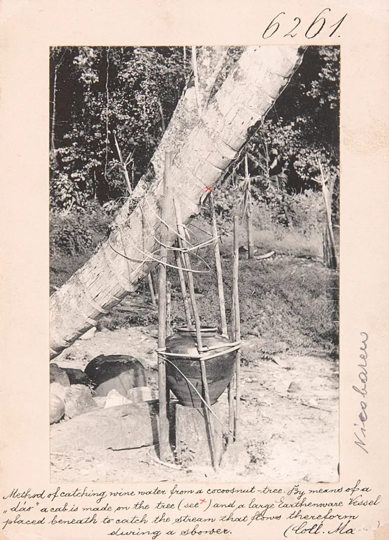 Method of catching wine water from a cocoosnut-tree. By means of a