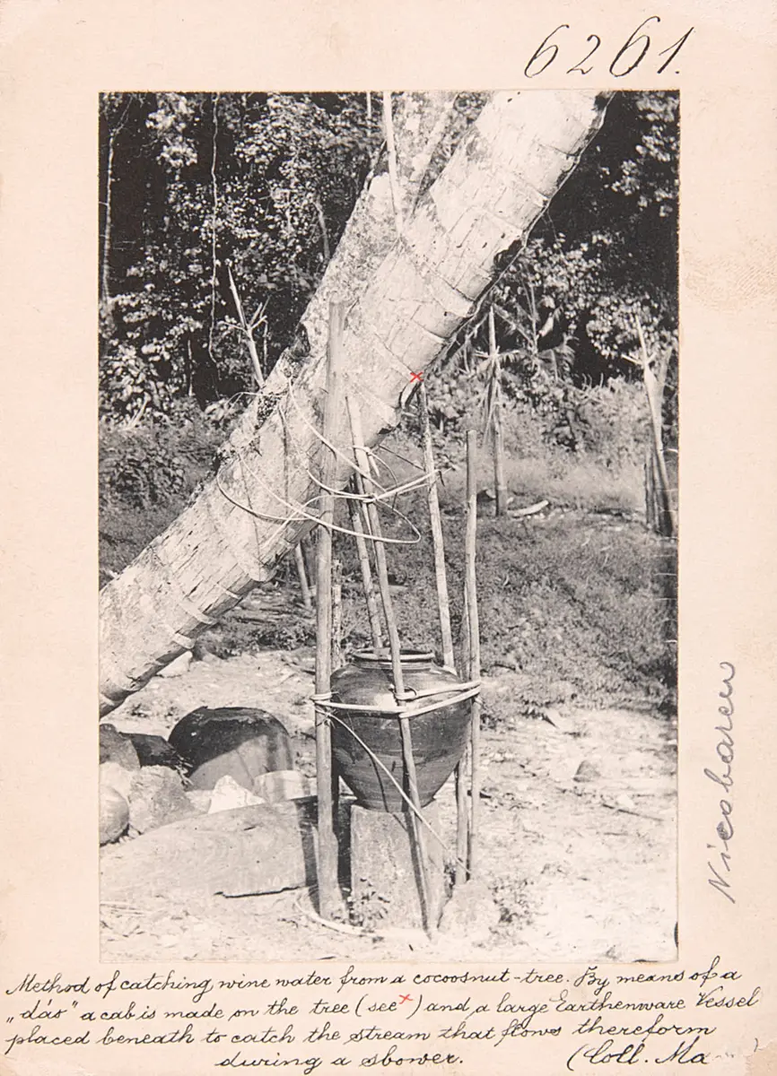 Method of catching wine water from a cocoosnut-tree. By means of a