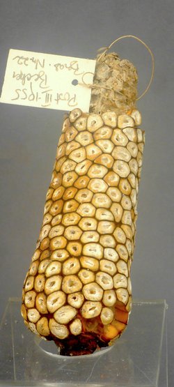 Maiskolben