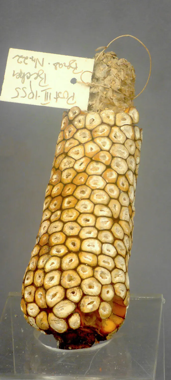 Maiskolben