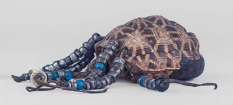 Schildkrötenpanzerbehälter