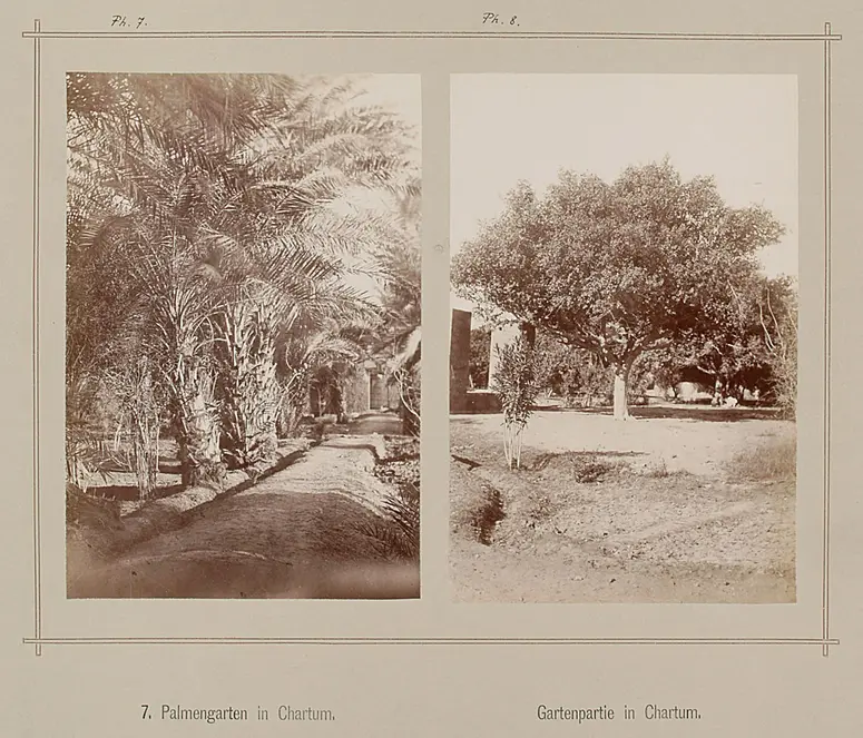 7. Palmengarten in Chartum