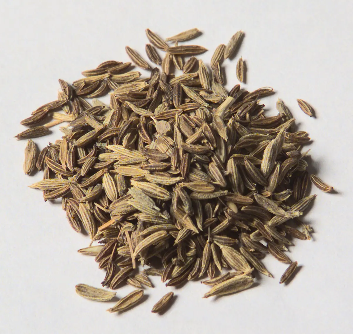 Indischer Kümmel Carum copticum