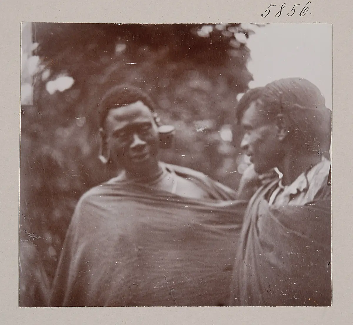 Moran von Aruscha tschini (Bantu)