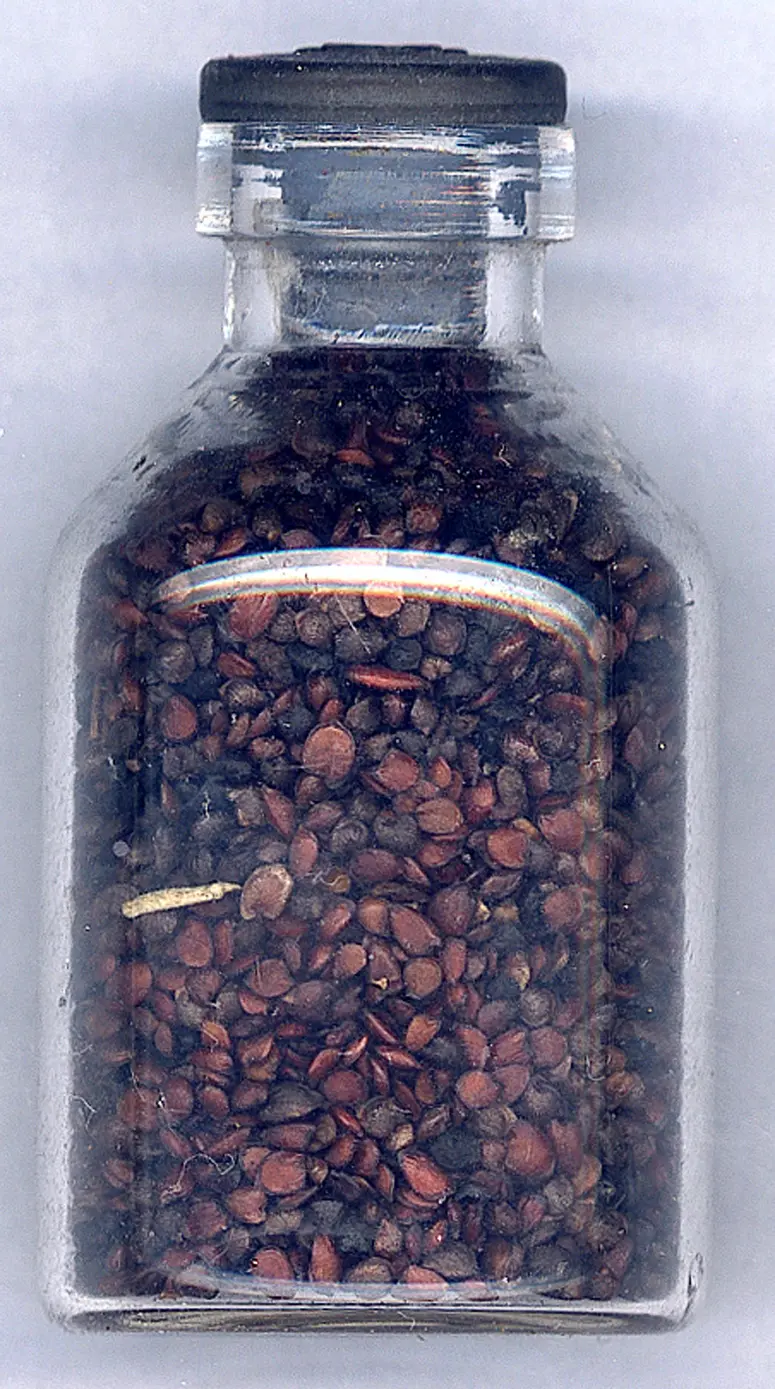 Glasflasche mit Pflanzensamen