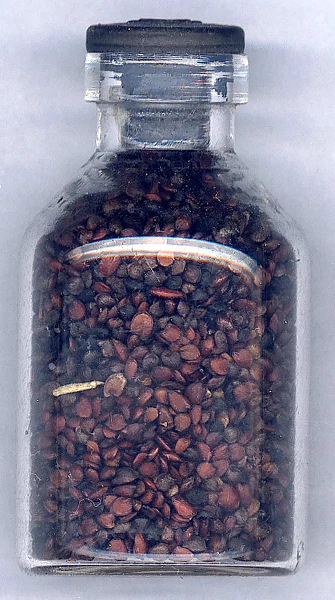 Glasflasche mit Pflanzensamen