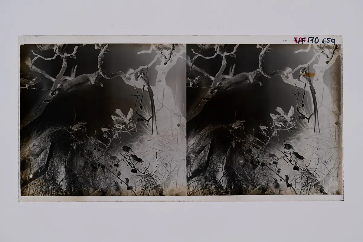 Stereofotografie, Negativ