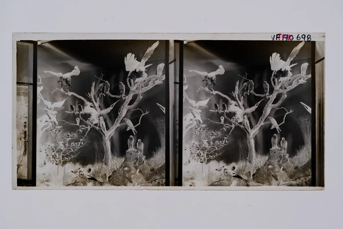 Stereofotografie, Negativ