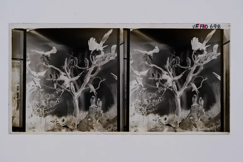 Stereofotografie, Negativ
