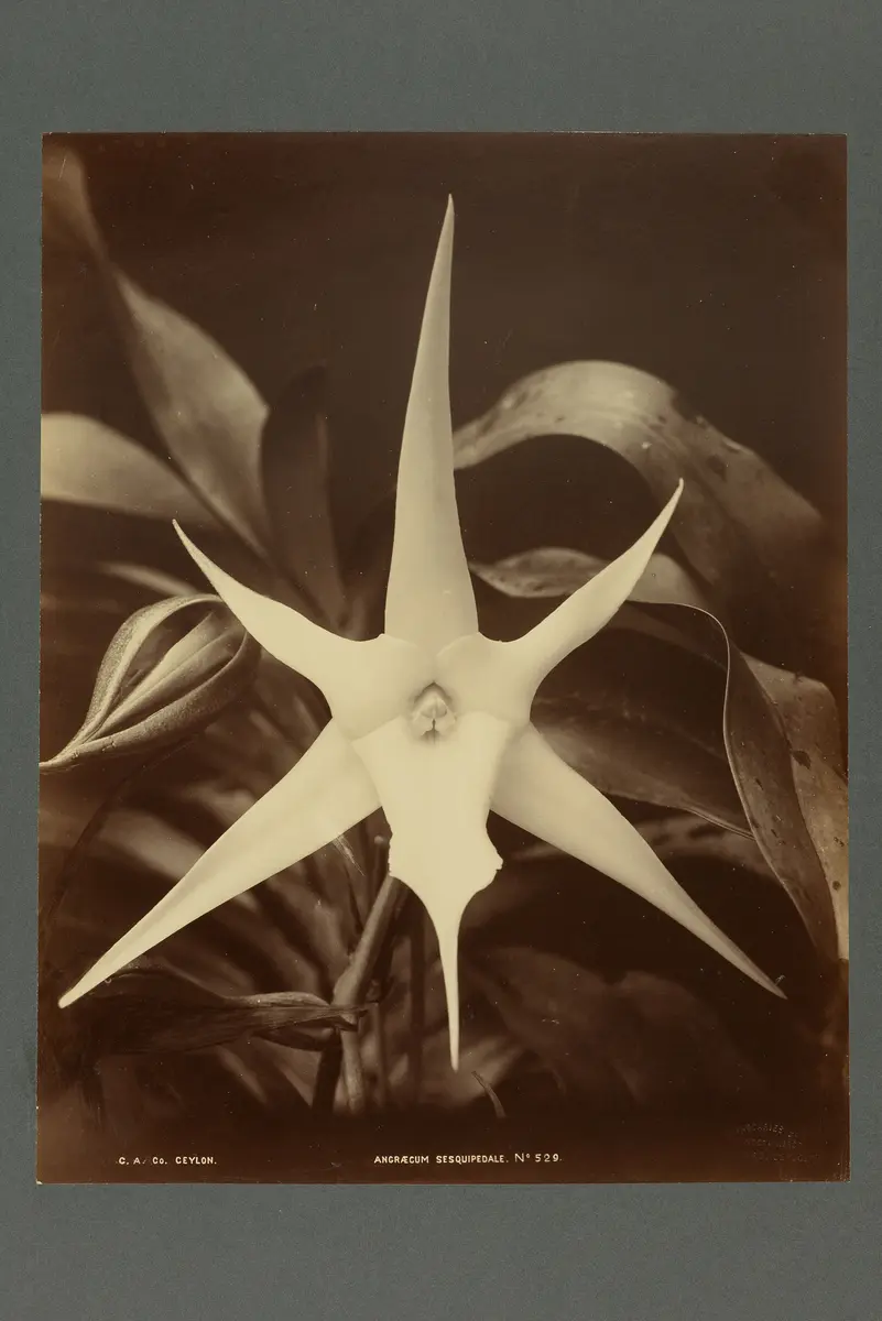 Abzug