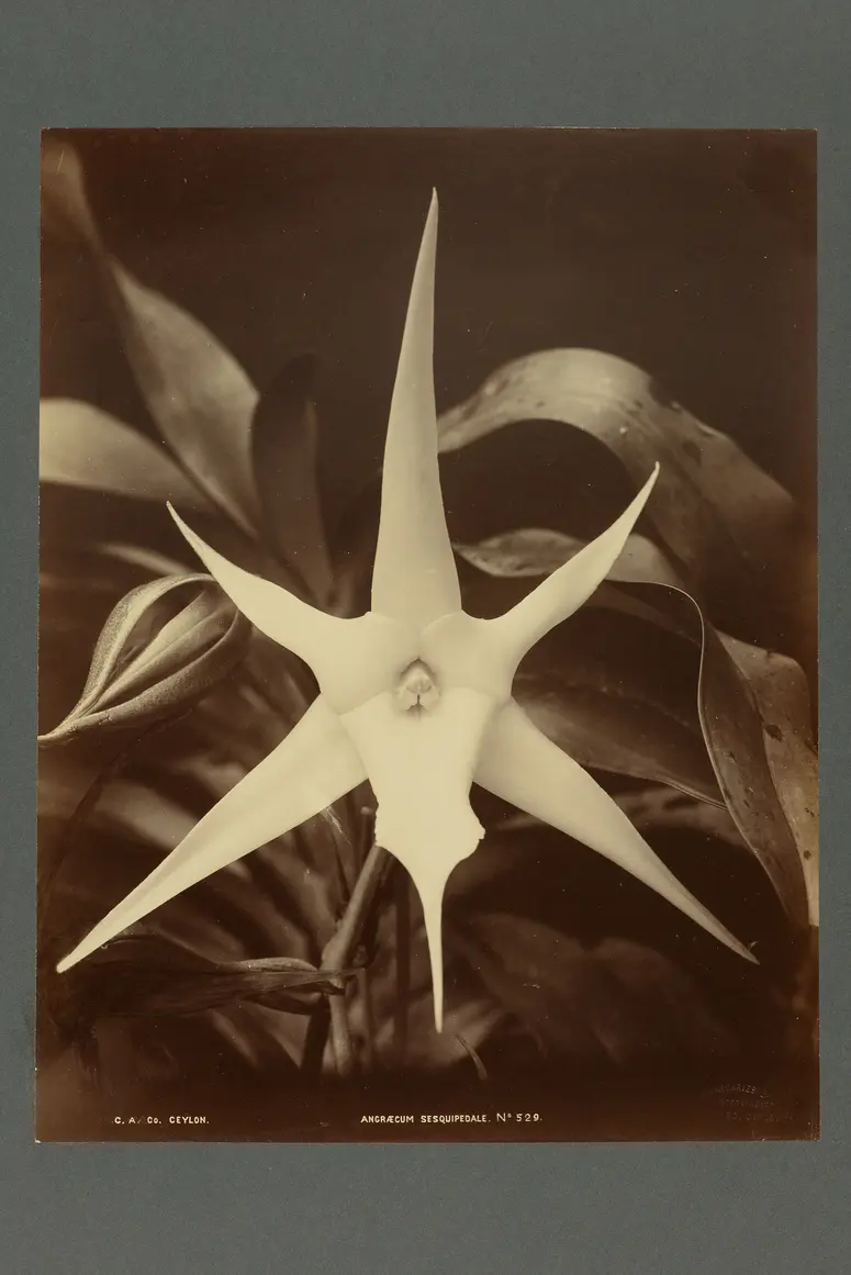 Abzug