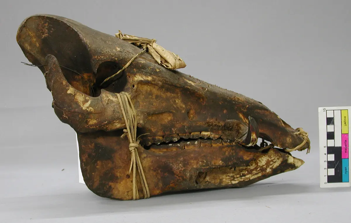 Boar skull