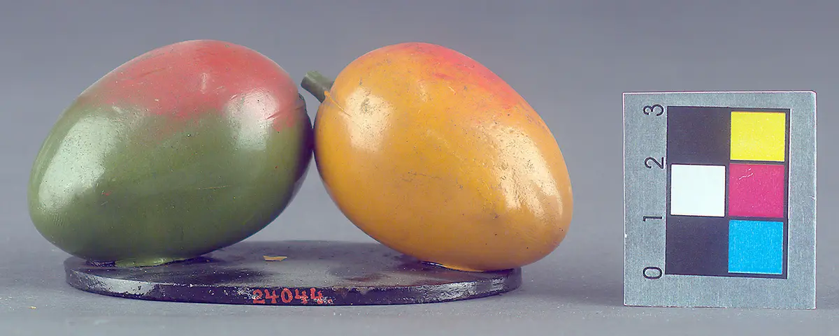 Schellakdarstellung, Frucht