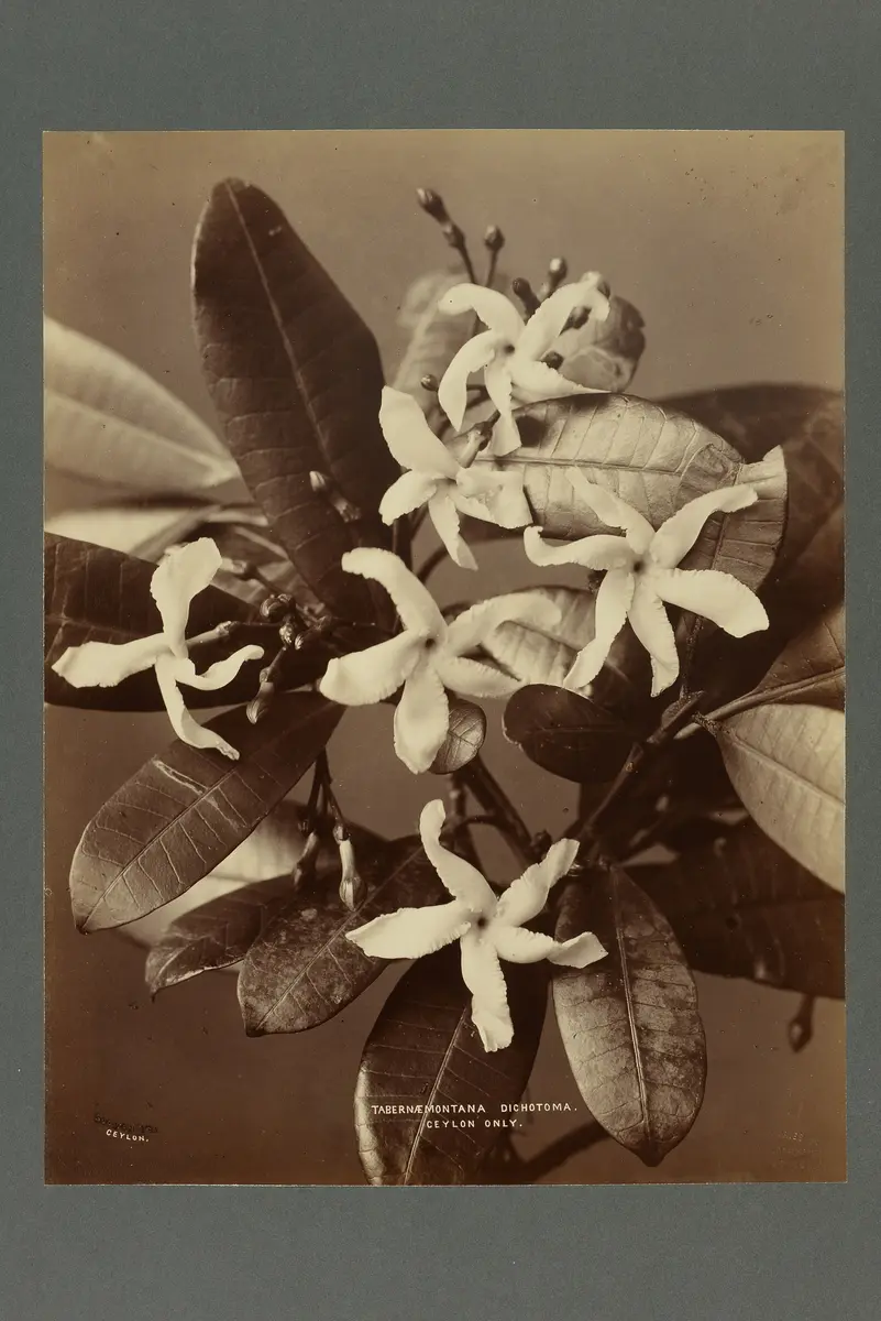 Abzug