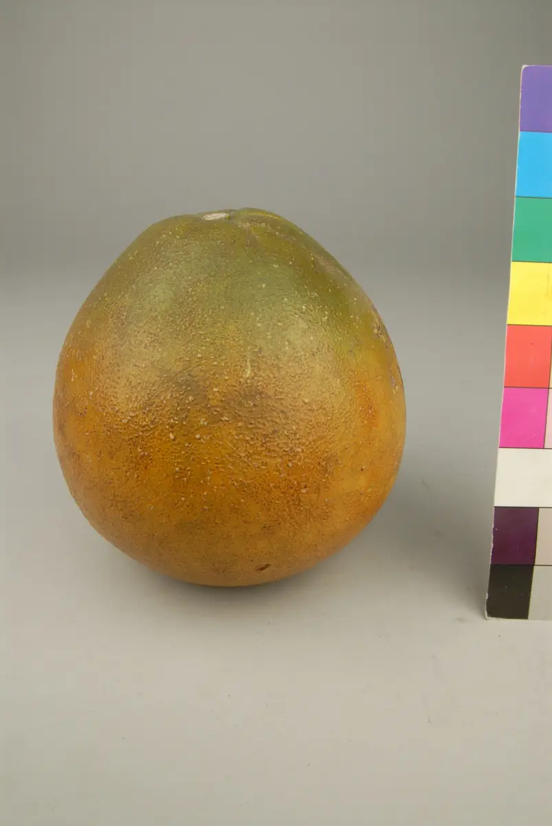 Fruchtmodell Pomello