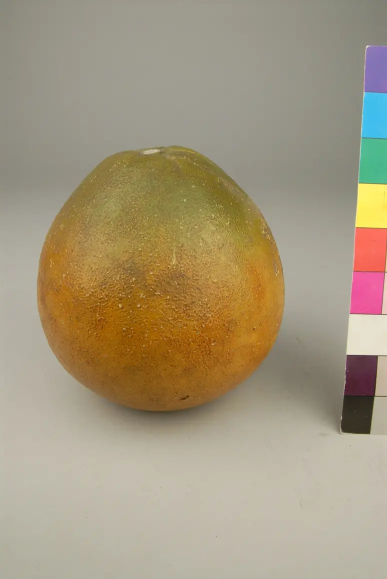 Fruchtmodell Pomello