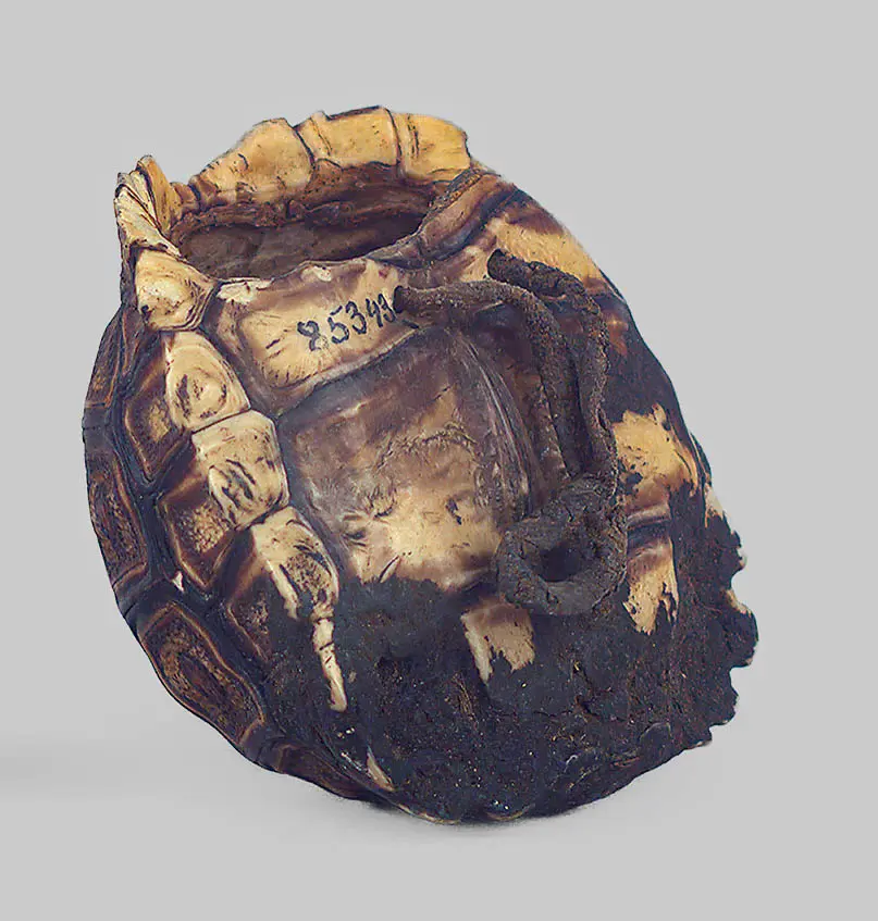 Schildkrötenpanzerbehälter