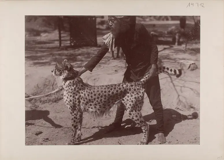 Jeypore, Jagd-Gepard