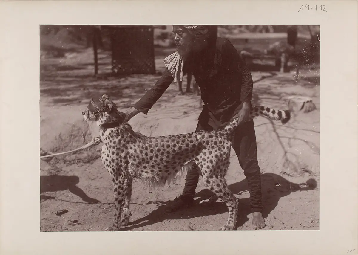 Jeypore, Jagd-Gepard