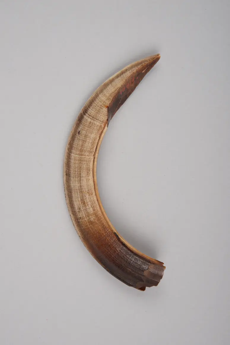 Eberhauer (Amulett)