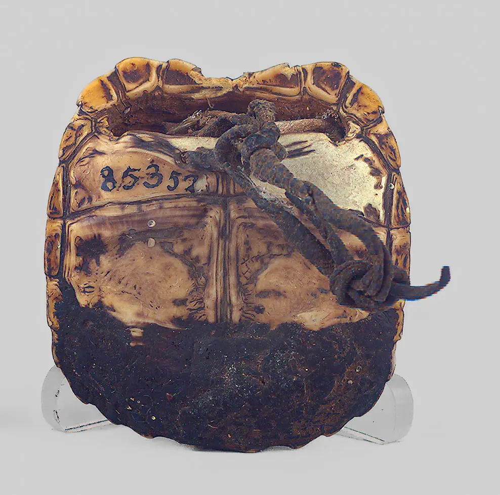 Schildkrötenpanzerbehälter