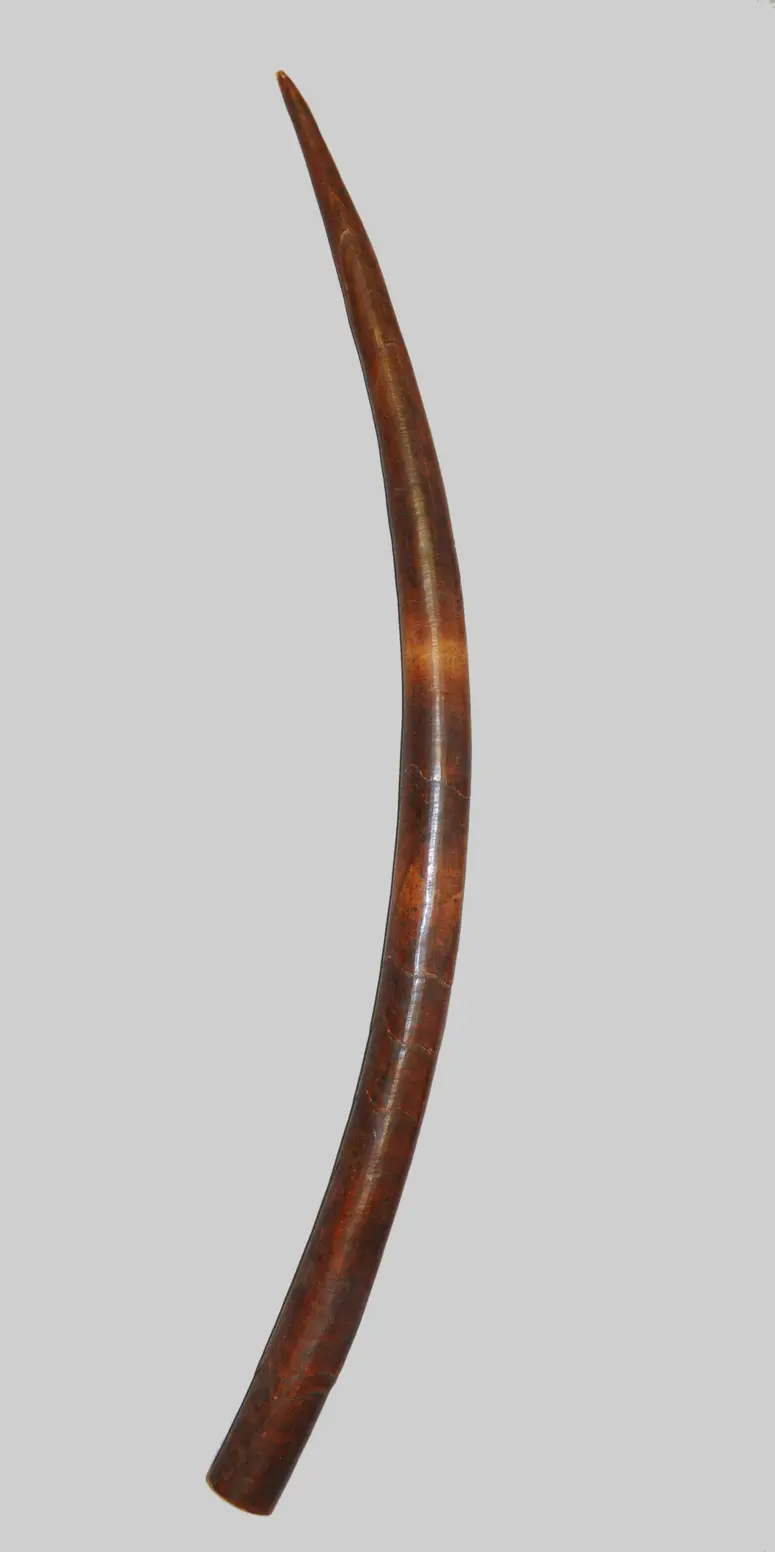 Elfenbeinzahn