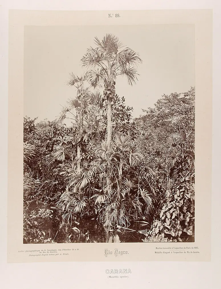 Palmen
