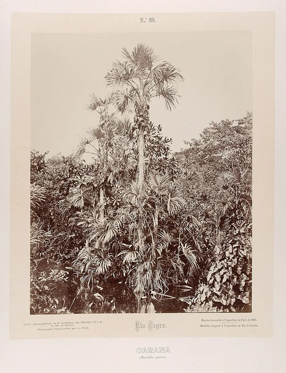 Palmen