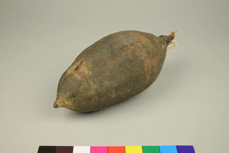 Baobabfrucht