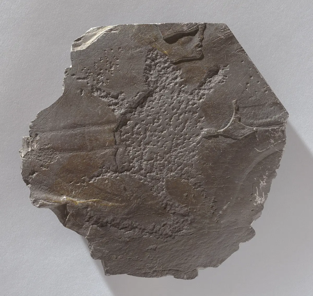 Felsgravierung: Tierfell