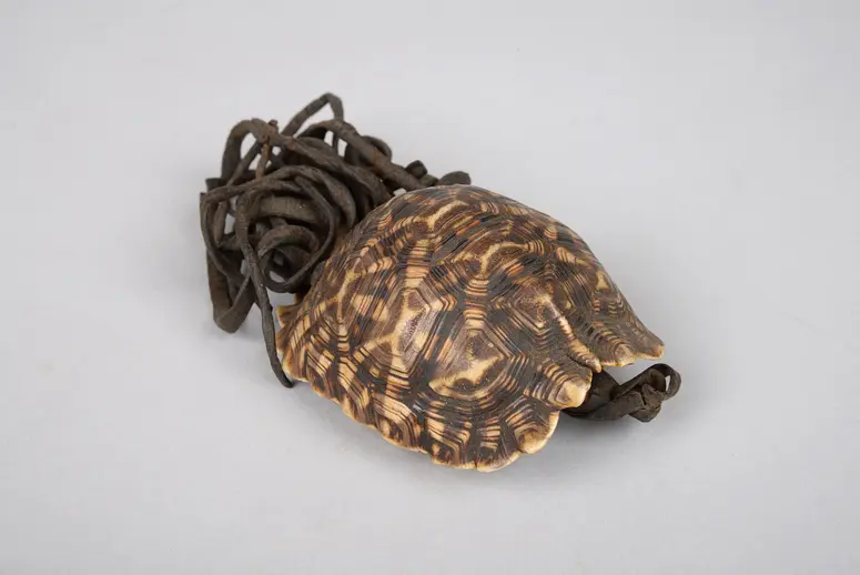 Schildkrötenpanzerbehälter