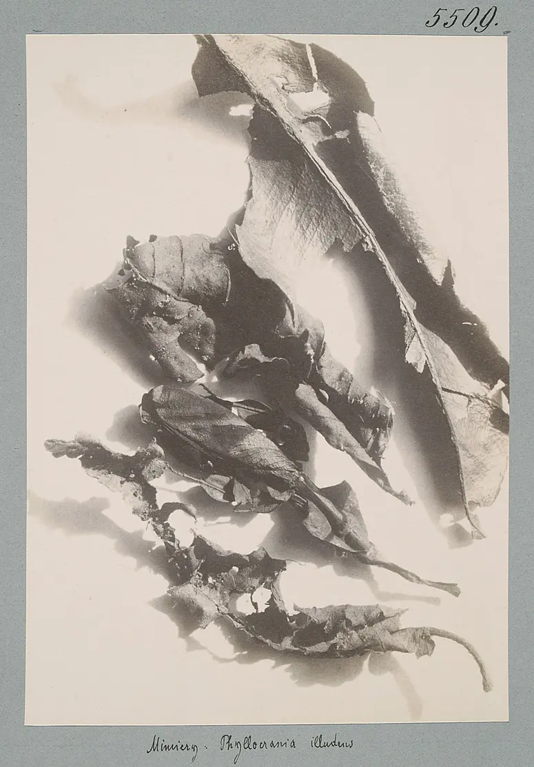 Mimicry: Phyllocrania illudens