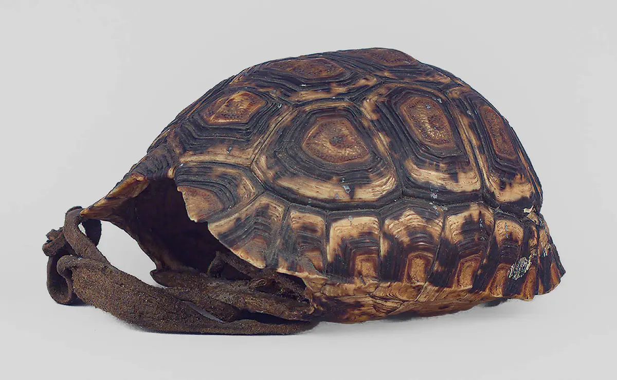 Schildkrötenpanzerbehälter