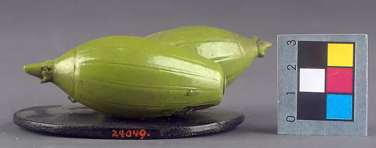 Schellakdarstellung, Frucht