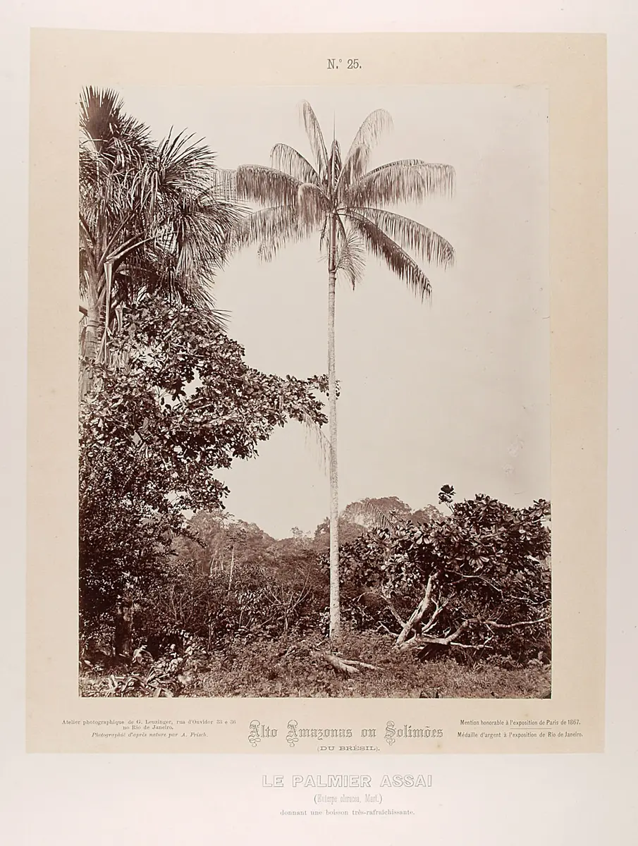Palme