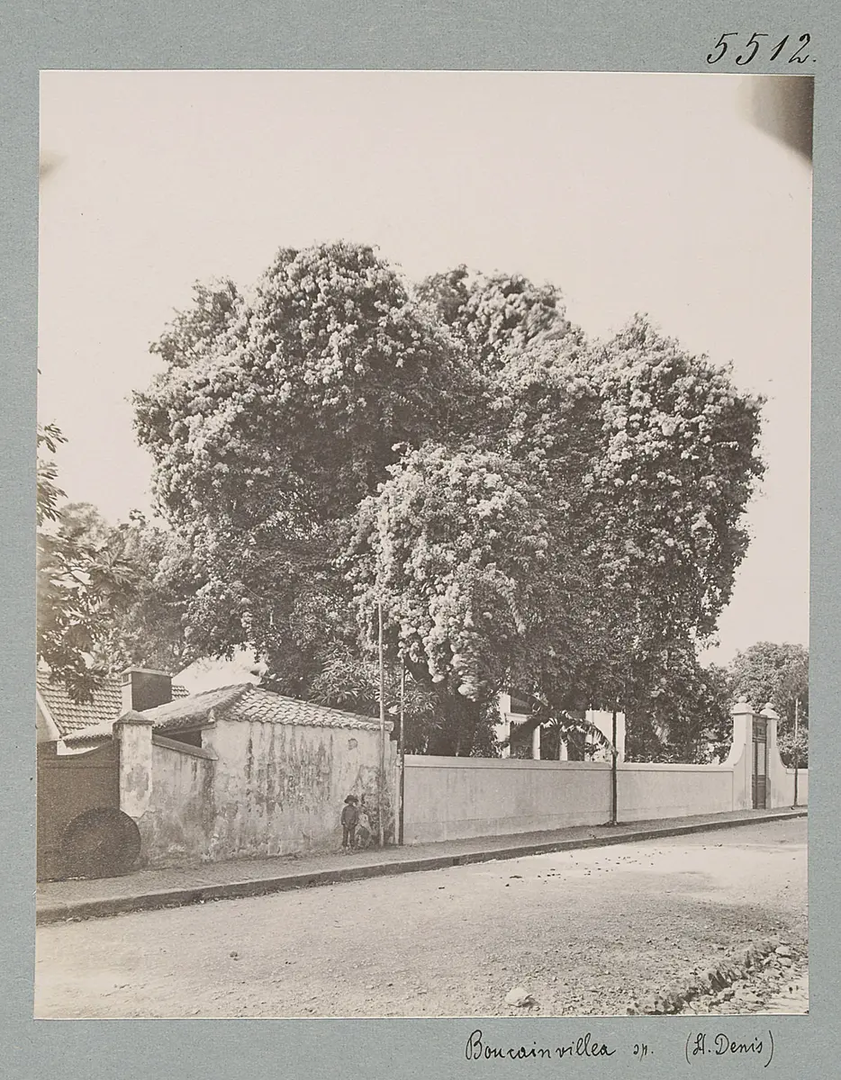 Reunion. Boucainvillea sp. (St. Denis)