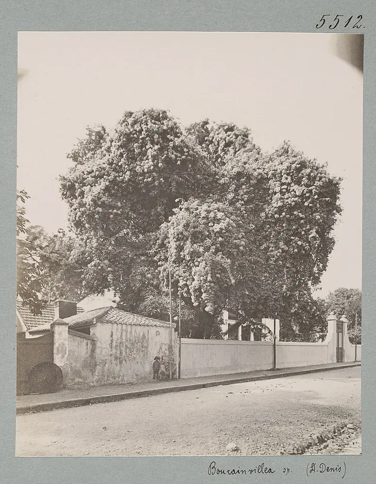 Reunion. Boucainvillea sp. (St. Denis)